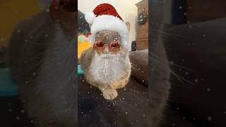 I’m Santa this year catsofyoutube cat christmas santa [upl. by Los]