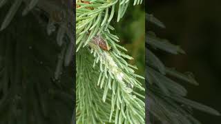 Spruce Budworm June 21 Gathering Food [upl. by Agee]