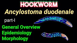 Hookworm Ancylostoma duodenale  General Overview Epidemiology Morphology​  AM Biologie Notes [upl. by Amann39]