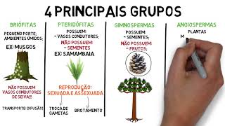 Resumo sobre o Reino Plantae  botânica [upl. by Pegasus]