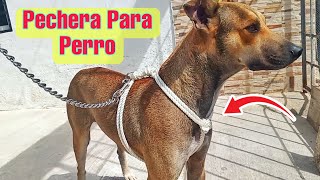 Cómo hacer una PECHERA PARA PERRO nonoranchjaquimas85 [upl. by Ayhtnic]