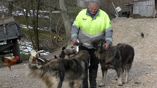 OVCE I KOZE SU MI SPASILE ŽIVOT OD SIGURNE SMRTI [upl. by Ettore625]