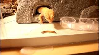 Leopard Gecko Feeding Superworms [upl. by Galina913]