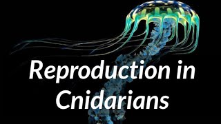 Biology  Phylum Cnidaria  Reproduction in Cnidarians [upl. by Juliane]