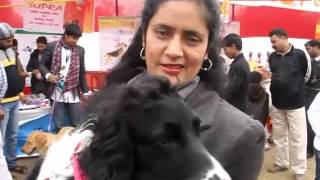 All Breed Dog Show in Patna [upl. by Kcirddehs]