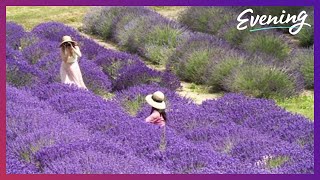 The Sequim Lavender Festival is back and in full bloom [upl. by Mcclish644]