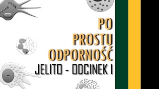 Jelito  Odcinek 1  Trawienie i wchłanianie pokarmu [upl. by Adnalahs]