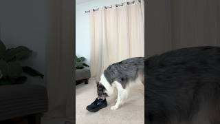 Dogs reaction to smelling my shoes  Dog Tricks [upl. by Kong678]