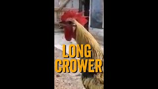 Rooster Passes Out After an Extended Crow  Rooster Gets WASTED [upl. by Ahsitaf]