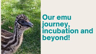 Emu incubation and hatching themerrellfarm [upl. by Sarita]