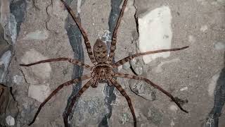 GIANT HUNTSMAN SPIDER HETEROPODA MAXIMA [upl. by Airret]