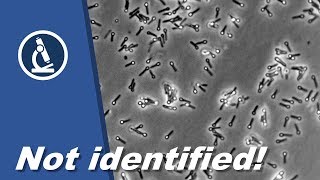 🔬 064  Why you can not identify BACTERIA with a microscope alone  Microscopy [upl. by Noreht]