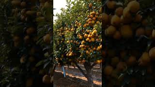 Orange 999 fruit farming orange growth [upl. by Sinnard]