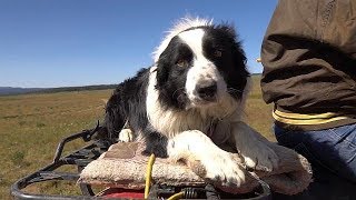 Working Dogs  Farm To Fork Wyoming [upl. by Giulia]