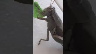 Grasshopper eating a leaf [upl. by Aicilf]