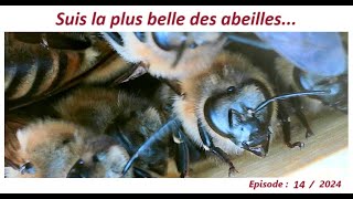 Suis la plus belle des abeillesapiculteurlesabeillesdefred07apicultureabeille [upl. by Sterrett]