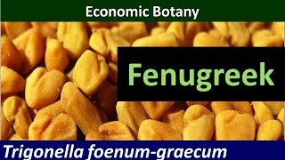 Economic Botany of Fenugreek Trigonella foenum graecum [upl. by Itsyrk]