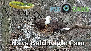 Pittsburgh Hays Bald Eagle Camera Live Cam [upl. by Oznarol]