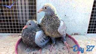 The evolution of pigeons from egg to pigeon [upl. by Resaec]