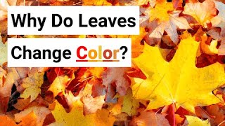 Why Do Leaves Change Color [upl. by Allak]