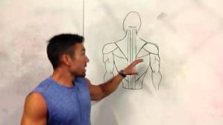 Function and Training of the Erector Spinae Muscles  Coach [upl. by Hindu]