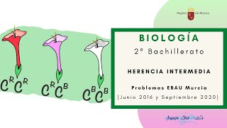 HERENCIA INTERMEDIA PROBLEMAS EBAU JUNIO 2016 Y SEPTIEMBRE 2020 [upl. by Eseuqram]