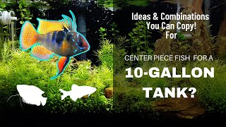 Centerpiece Fish For A 10 Gallon Tank [upl. by Aidekal]