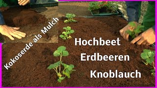 Erdbeeren einpflanzen im Hochbeet wie geht das ganz einfach mit Knoblauch [upl. by Eelyak]