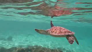 Snorkeling Providenciales Smith’s Reef and The Bight Reef [upl. by Lulu]