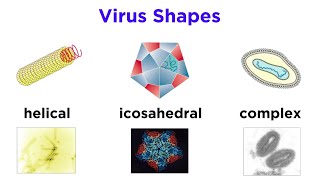 Introduction to Virology and Viral Classification [upl. by Edea]