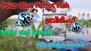 Polar Blue Parrot Fish BreedingMale and female identification in malayalamJIBIS PETS💫 [upl. by Angie]