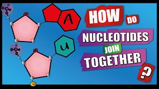 How Do Nucleotides Join Together  A Level Biology  Phosphodiester Bonds  Condensation reactions [upl. by Esej]