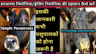 Simple Pneumonia VS Drenching Pneumonia Differenceकैसे पहचाने की पशुओं में किस तरह का निमोनिया है [upl. by Ruelle]