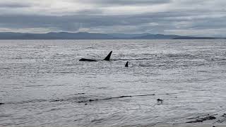 J Pod Passing Lime Kiln Point [upl. by Aicirt331]