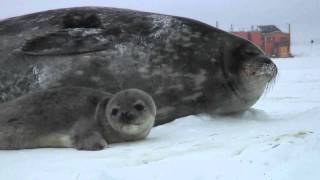 Video Snapshot of 1st Weddell Seal Pup Tagged [upl. by Auqinimod]