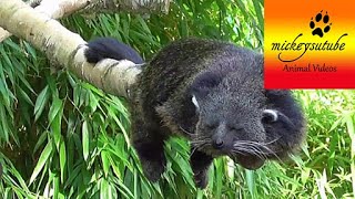 Sleepy Rare Binturong Bearcat [upl. by Strader]