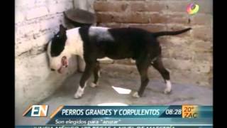 El Noticiero  Reportaje Peleas de perros en pleno siglo XXI [upl. by Odnumde]