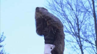 Groundhog Day 2022 Prediction Punxsutawney Phil sees his shadow [upl. by Elleimac]