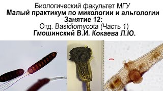 Малый практикум 12 занятие Отдел Basidiomycota часть 1 [upl. by Pedaiah]