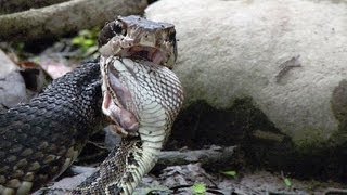 Cottonmouth vs Rattlesnake 03  Cottonmouth Kills amp Eats Rattlesnake [upl. by Undry]