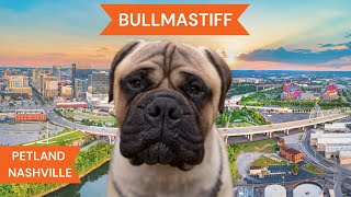 Bullmastiff Breed Highlights [upl. by Dnomsaj469]