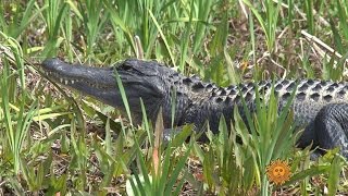 Nature Wakulla Springs State Park [upl. by Noxaj]