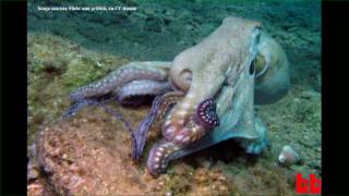 Octopus Brains UNCUT 30MINUTE VERSION [upl. by Hildebrandt]