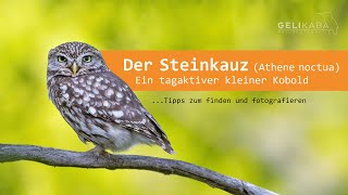 Der Steinkauz Athene noctua  Ein tagaktiver kleiner KoboldTipps zum finden und fotografieren [upl. by Edison]