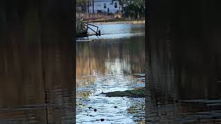 Beautiful pond South Carolina bufflehead birdspotting nature carolinas animals [upl. by Eilyk440]