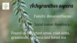 Achyranthes aspera medicinalplant aprf [upl. by Oetam]