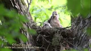 Redshouldered Hawk Nest [upl. by Priscella]