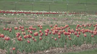 Everybodys excited to have something like this here in Central Texas  Robinson Family Farm hosts [upl. by Leanard405]