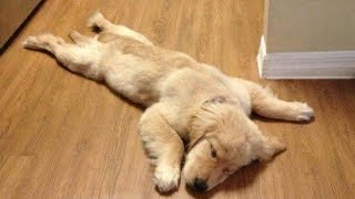 Funny Golden Retriever Puppies videos  Compilation 2017 [upl. by Akirea102]