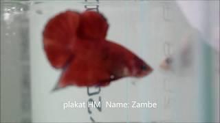 Colección Global dry pez betta plakat halfmoon name Zambe Lo mejor 2018 [upl. by Koeninger]